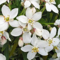 Choisya Ternata Aztec Pearl -Future Forests Choisya Aztec Pearl 05