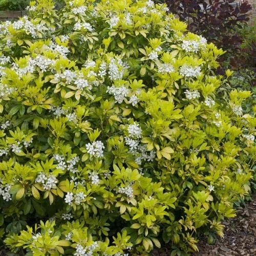 Choisya Ternata Sundance 1 Choisya Ternata Sundance