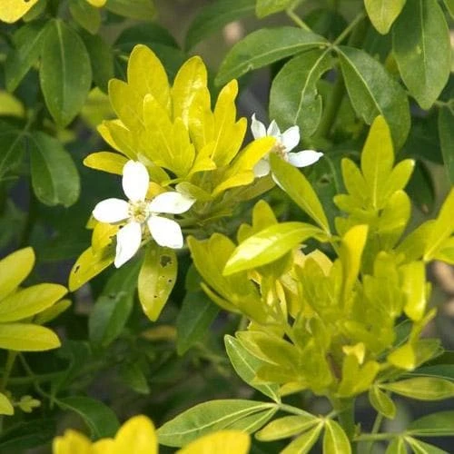 Choisya Ternata Sundance 2 Choisya Ternata Sundance - Image 2