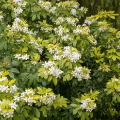 Choisya Ternata Sundance 9 Choisya Ternata Sundance -Future Forests Choisya ternata Sundance 03