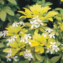 Choisya Ternata Sundance 10 Choisya Ternata Sundance -Future Forests Choisya ternata Sundance 04