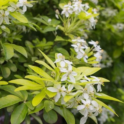 Choisya Ternata Sundance 5 Choisya Ternata Sundance - Image 5