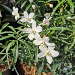 Choisya Ternata Scented Gem 3 Choisya Ternata Scented Gem -Future Forests ChoisyaternataScentedGem2.ff