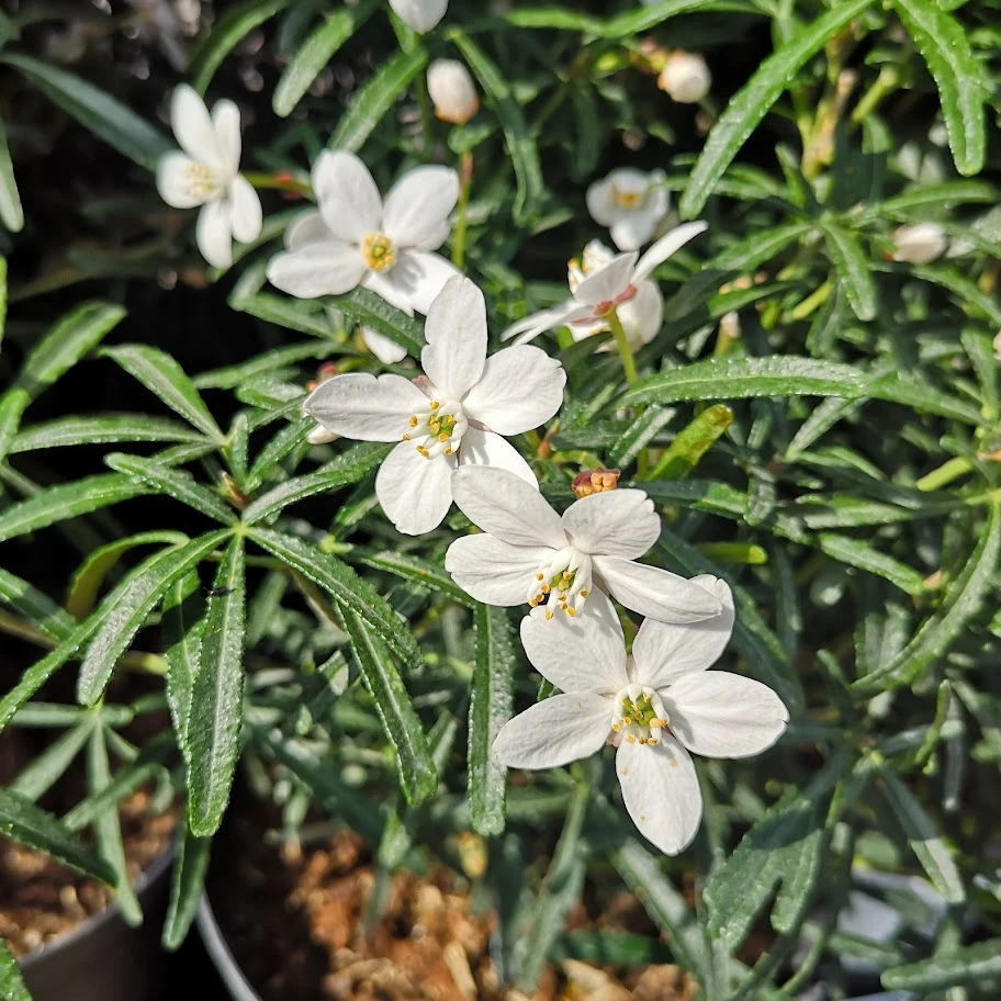 Choisya Ternata Scented Gem 2 Choisya Ternata Scented Gem - Image 2