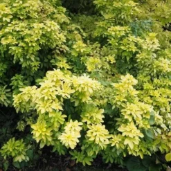 Choisya Ternata Sundance 12 Choisya Ternata Sundance -Future Forests Choiysa Sundance Castle Durrow Sep 17 FF 1