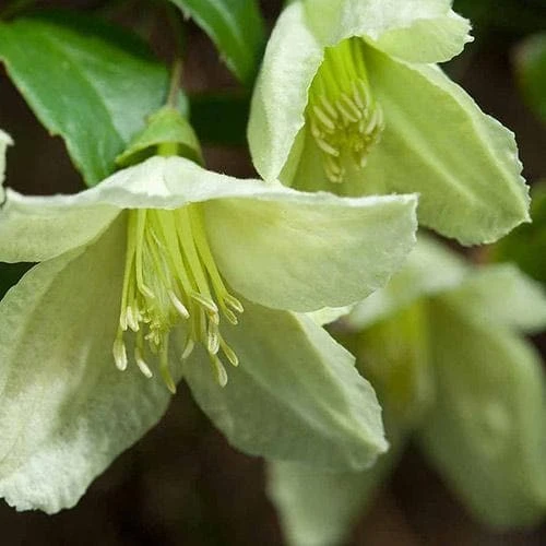 Clematis Cirrhosa Jingle Bells 2 Clematis Cirrhosa Jingle Bells - Image 2