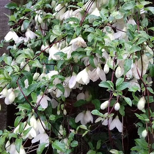 Clematis Cirrhosa Jingle Bells 3 Clematis Cirrhosa Jingle Bells - Image 3