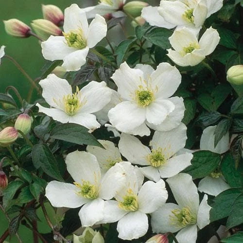 Clematis Montana Grandiflora 7 Clematis Montana Grandiflora - Image 7