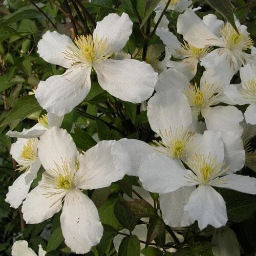 Clematis Montana Grandiflora 2 Clematis Montana Grandiflora - Image 2