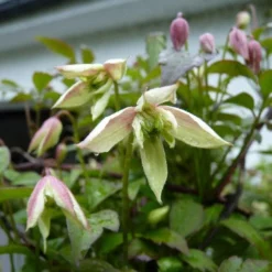 Clematis Montana Marjorie