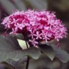 Clerodendrum Bungei