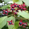 Clerodendrum Trichotomum Purple Blaze