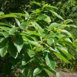 Clethra Pringlei 9 Clethra Pringlei -Future Forests Clethra pringlei 02