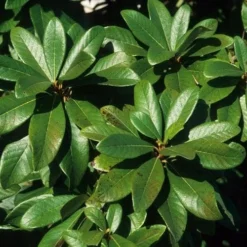 Clethra Pringlei 11 Clethra Pringlei -Future Forests Clethra pringlei 06