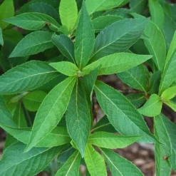 Clethra Fargesii 7 Clethra Fargesii -Future Forests Clethra fargesii 01