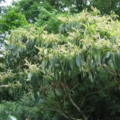 Clethra Fargesii 6 Clethra Fargesii -Future Forests Clethra fargesii 04