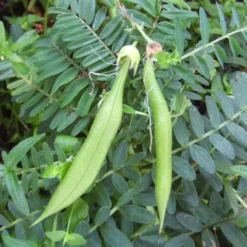 Clianthuspuniceus -Future Forests Clianthus puniceus 04