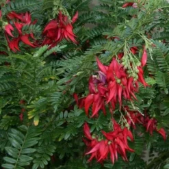 Clianthuspuniceus -Future Forests Clianthus puniceus 06