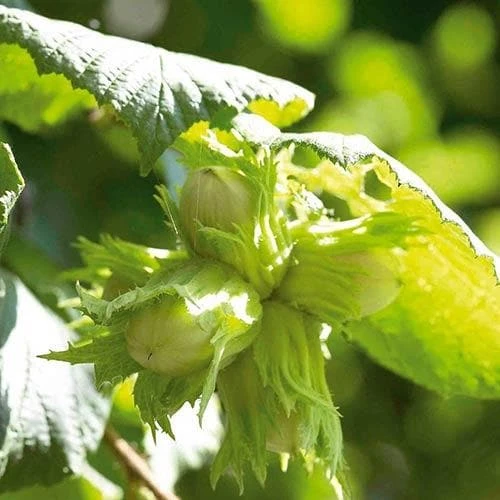 Filbert - Corylus Maxima Kentish Cob 4 Filbert - Corylus Maxima Kentish Cob - Image 4