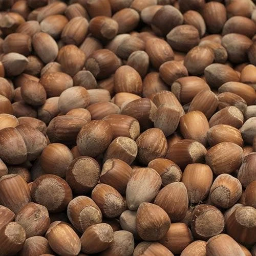 Filbert - Corylus Maxima Kentish Cob 8 Filbert - Corylus Maxima Kentish Cob - Image 8