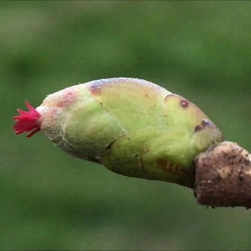 Filbert - Corylus Maxima Kentish Cob 2 Filbert - Corylus Maxima Kentish Cob - Image 2