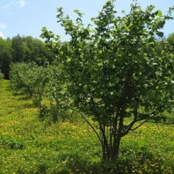 Filbert - Corylus Maxima Kentish Cob 13 Filbert - Corylus Maxima Kentish Cob -Future Forests Cobnut Kentish Cob 04