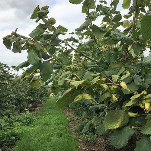 Filbert - Corylus Maxima Kentish Cob 7 Filbert - Corylus Maxima Kentish Cob - Image 7