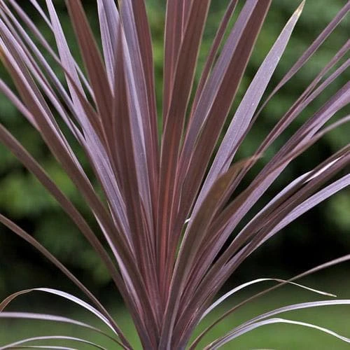 Cordyline Australis Red Comet 1 Cordyline Australis Red Comet