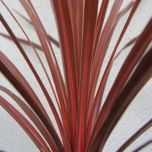 Cordyline Australis Red Comet 2 Cordyline Australis Red Comet - Image 2