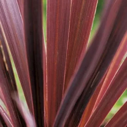 Cordyline Australis Red Comet 7 Cordyline Australis Red Comet -Future Forests Cordyline Red Comet 03