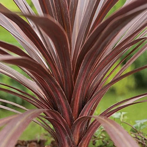 Cordyline Australis Red Comet 4 Cordyline Australis Red Comet - Image 4