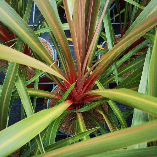 Cordyline Australis Red Heart 1 Cordyline Australis Red Heart