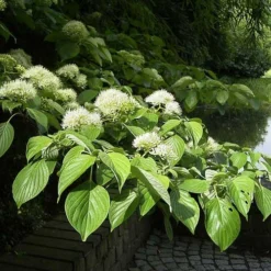 Cornus Controversa - Wedding Cake Tree (Green Foliage)