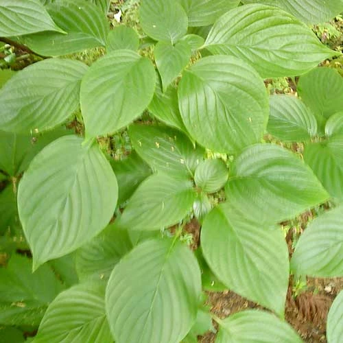 Cornus Controversa - Wedding Cake Tree (Green Foliage) 3 Cornus Controversa - Wedding Cake Tree (Green Foliage) - Image 3