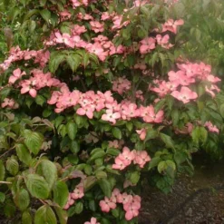 Cornus Kousa Satomi - Japanese Dogwood