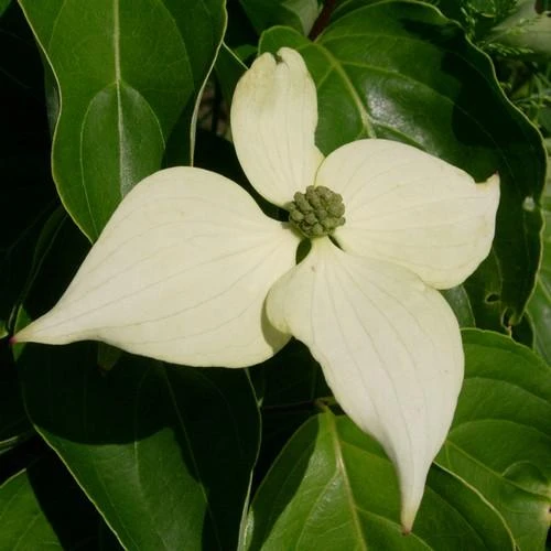 Cornus Kousa John Slocock - Chinese Dogwood 2 Cornus Kousa John Slocock - Chinese Dogwood - Image 2