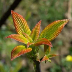 Cornus Alternifolia Golden Shadows -Future Forests Cornus alternifolia Golden Shadows 03