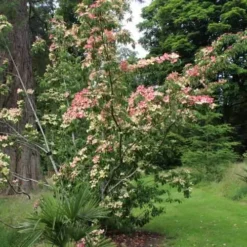 Cornus Capitata Kilmacuragh Rose 5 Cornus Capitata Kilmacuragh Rose -Future Forests Cornus capitata Kilmacuragh Rose 02x