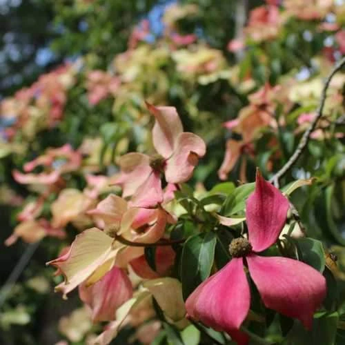Cornus Capitata Kilmacuragh Rose 2 Cornus Capitata Kilmacuragh Rose - Image 2