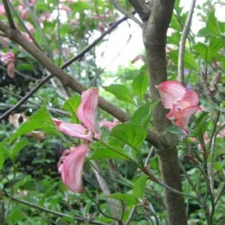 Cornus Florida Rubra 10 Cornus Florida Rubra -Future Forests Cornus florida Rubra 02