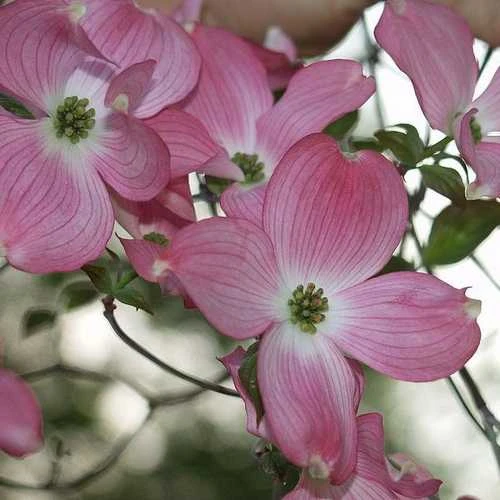 Cornus Florida Rubra 5 Cornus Florida Rubra - Image 5