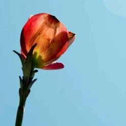 Cornus Florida Rubra 9 Cornus Florida Rubra -Future Forests Cornus florida Rubra 04