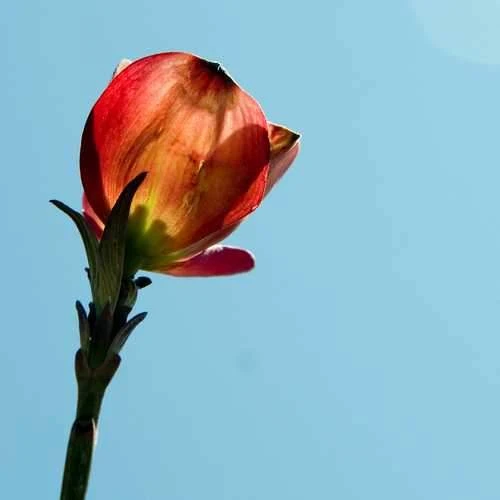 Cornus Florida Rubra 3 Cornus Florida Rubra - Image 3