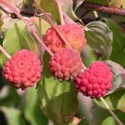 Cornus Kousa -Future Forests Cornus kousa 03