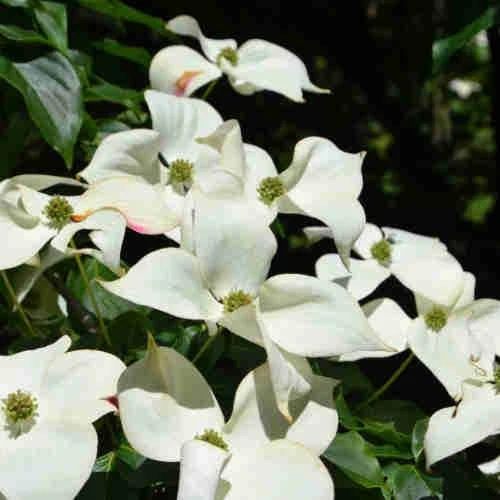 Cornus Kousa Var. Chinensis Claudia - Japanese Dogwood 3 Cornus Kousa Var. Chinensis Claudia - Japanese Dogwood - Image 3