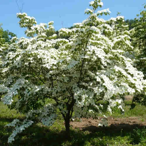 Cornus Kousa Var. Chinensis Claudia - Japanese Dogwood 2 Cornus Kousa Var. Chinensis Claudia - Japanese Dogwood - Image 2