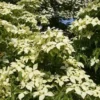 Cornus Kousa John Slocock - Chinese Dogwood