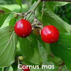 Permaculture Hedge Mix 9 Permaculture Hedge Mix -Future Forests Cornus mas 06 b3ce736d 1bb8 405c 9961 67870b3c7b27