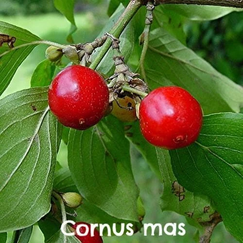 Permaculture Hedge Mix 4 Permaculture Hedge Mix - Image 4