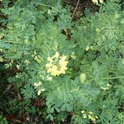 Coronilla Valentina Subsp. Glauca Citrina 6 Coronilla Valentina Subsp. Glauca Citrina -Future Forests Coronilla valentina subsp glauca Citrina